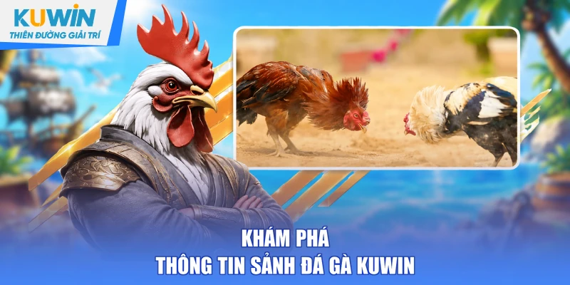 Khám phá thông tin sảnh đá gà KUWIN